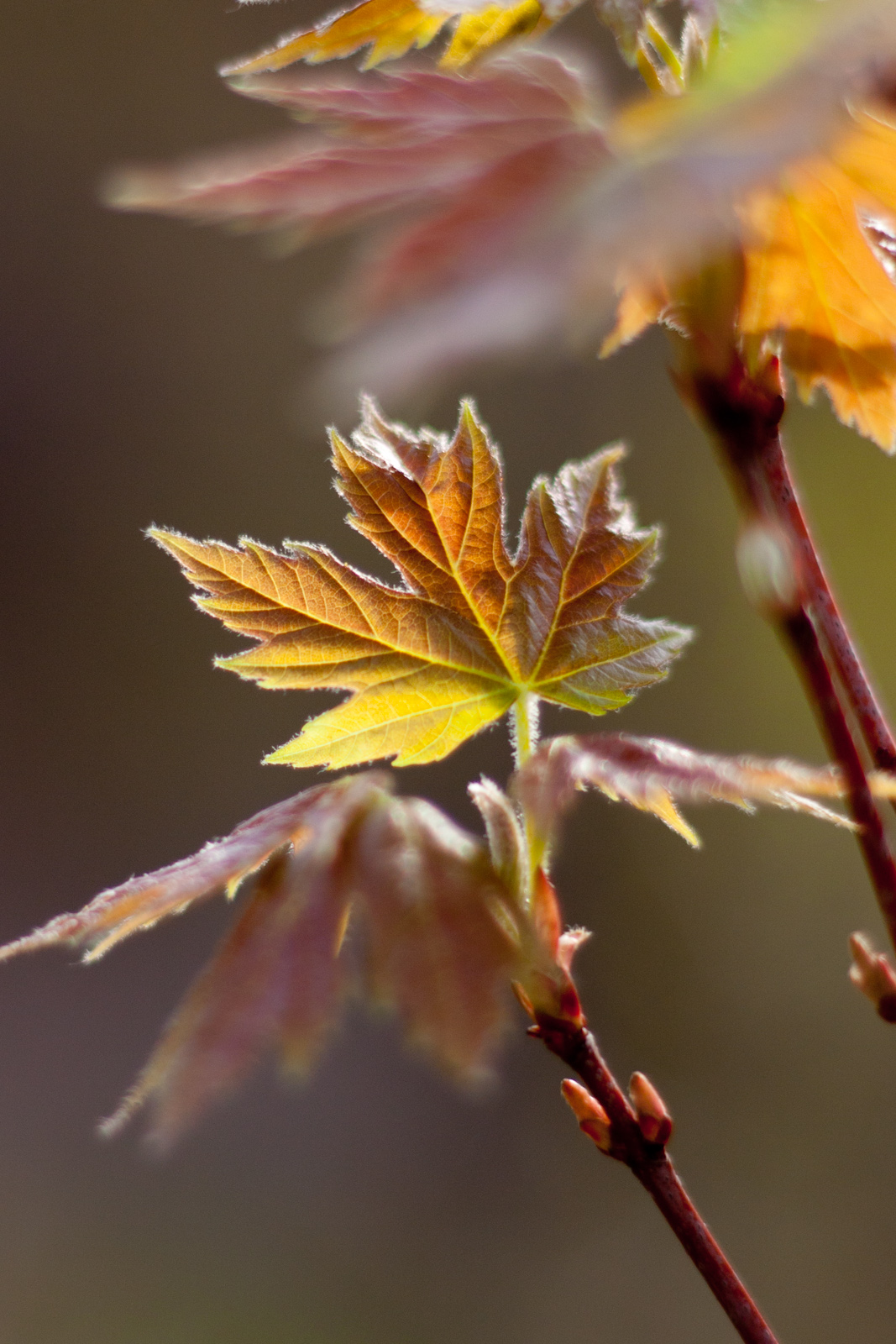 Nifty Fifty has arrived